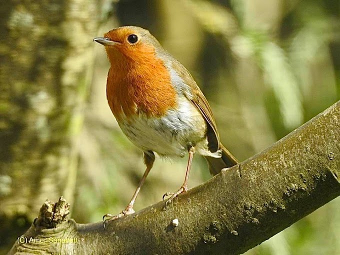 European Robin (Erithacus rubecula)  Swindon, Wiltshire