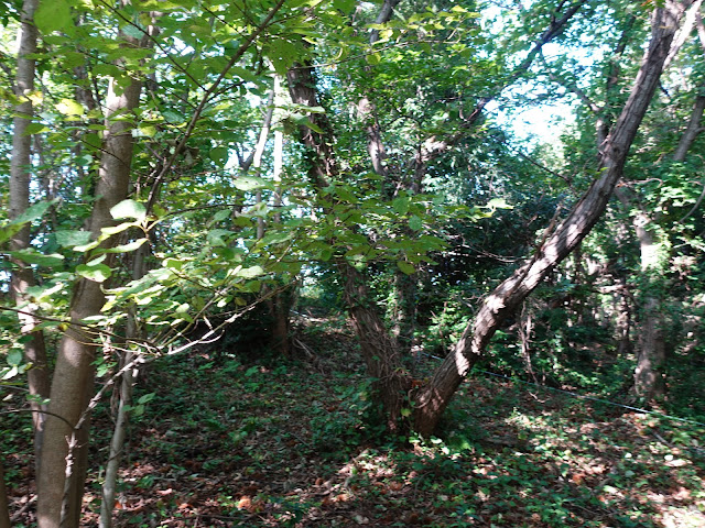 むきばんだ史跡公園の弥生の森