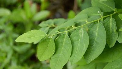 daun katuk
