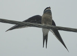 Whiskered Tree Swift