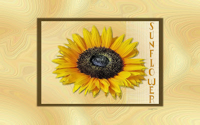 http://tocjan.blogspot.com/2009/08/sunflower.html