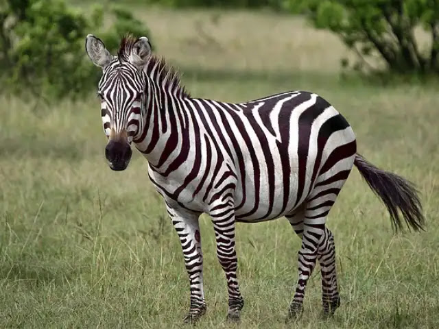 100 Fascinating Facts About Zebras: From Stripes to Social Behavior