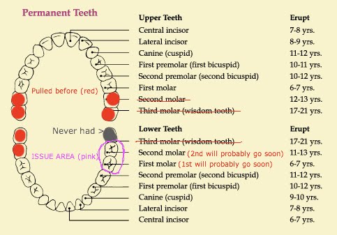 teeth diagram with labels. teeth diagram with labels.