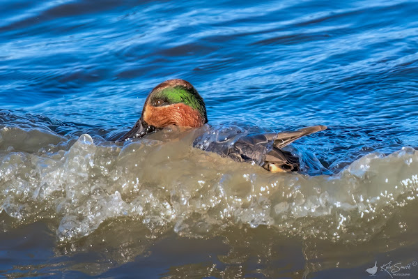 Green-winged teal