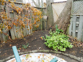 Greenwood-Coxwell Toronto Fall Garden Clean up after by Paul Jung Gardening Services