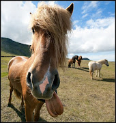 drole de cheval. Publié par bryan à 10:56 · Envoyer par emailBlogThis! (drole de cheval)