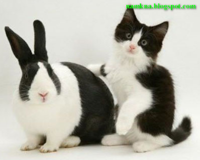 khi chú meò thất tình - ảnh đẹp về những chú mèo - by: http://namkna.blogspot.com/