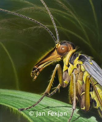 Bilde av digigrafiet 'Hå tenkjer ho på, skorpionflugo'. Digitalt trykk laget på bakgrunn av maleri av insekt. Illustrasjon av skorpionflue, Mecoptera. Hovedmotivet er et nærstudium av en skorpionflue som sitter på et strå i enga. Bakgrunnen er grønn. Bildet er i høydeformat.