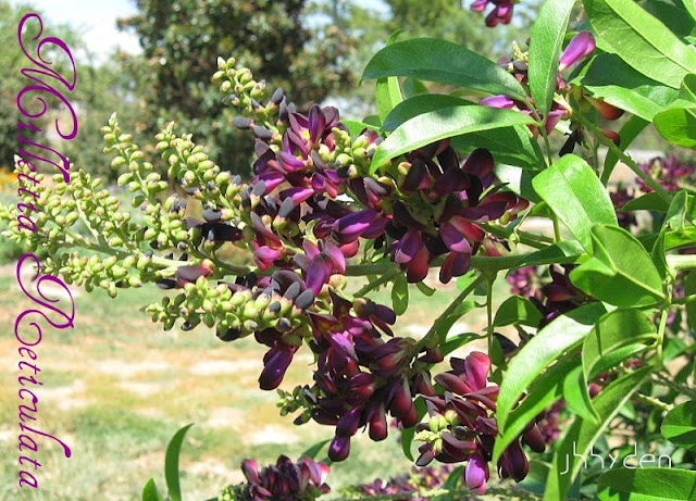 vines evergreen zone 8 flowering evergreen vine millettia vine millettia wisteria evergreen wisteria