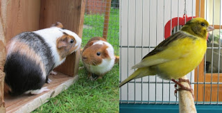 Guinea Pigs and Canary pets hazelfishercreations