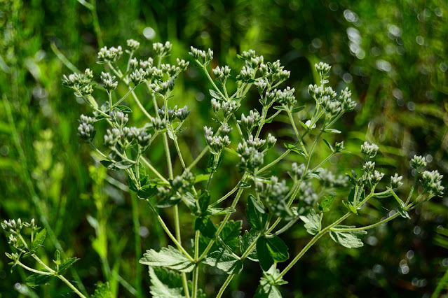 Eupatorium rotunfifolium