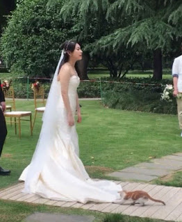 Gatita se mete en la boda y se sube al vestido de la novia