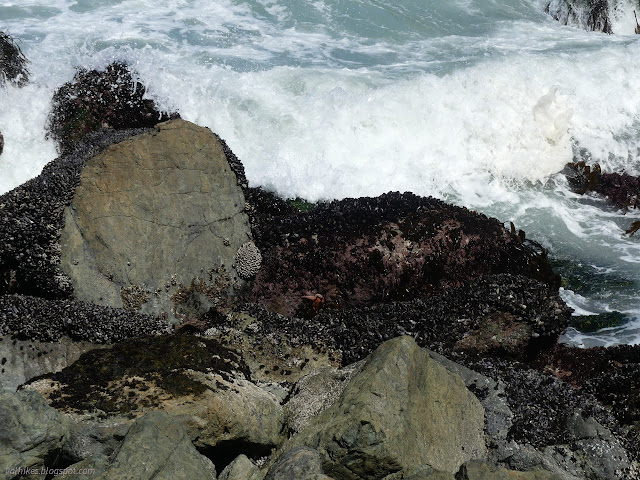 19: rocks covered in life