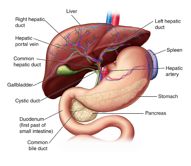 bagian oragan tubuh manusia, fungsi organ tubuh manusia, jantung, pembuluh darah, lambung, usus besar, usus kecil, paru-paru, hati, organ dalam manusia