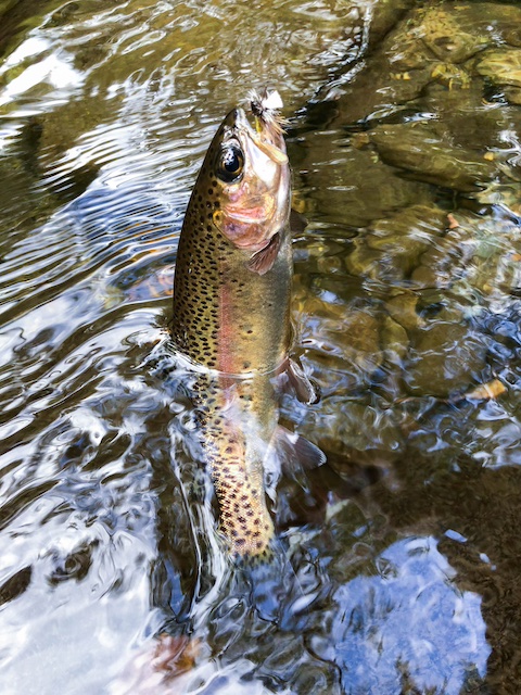 Beautiful wild rainbow trout on a dry fly in the Smokies