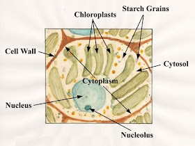 Cell