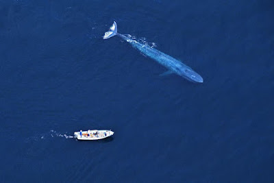 A blue whale and a big ship, blue whale size