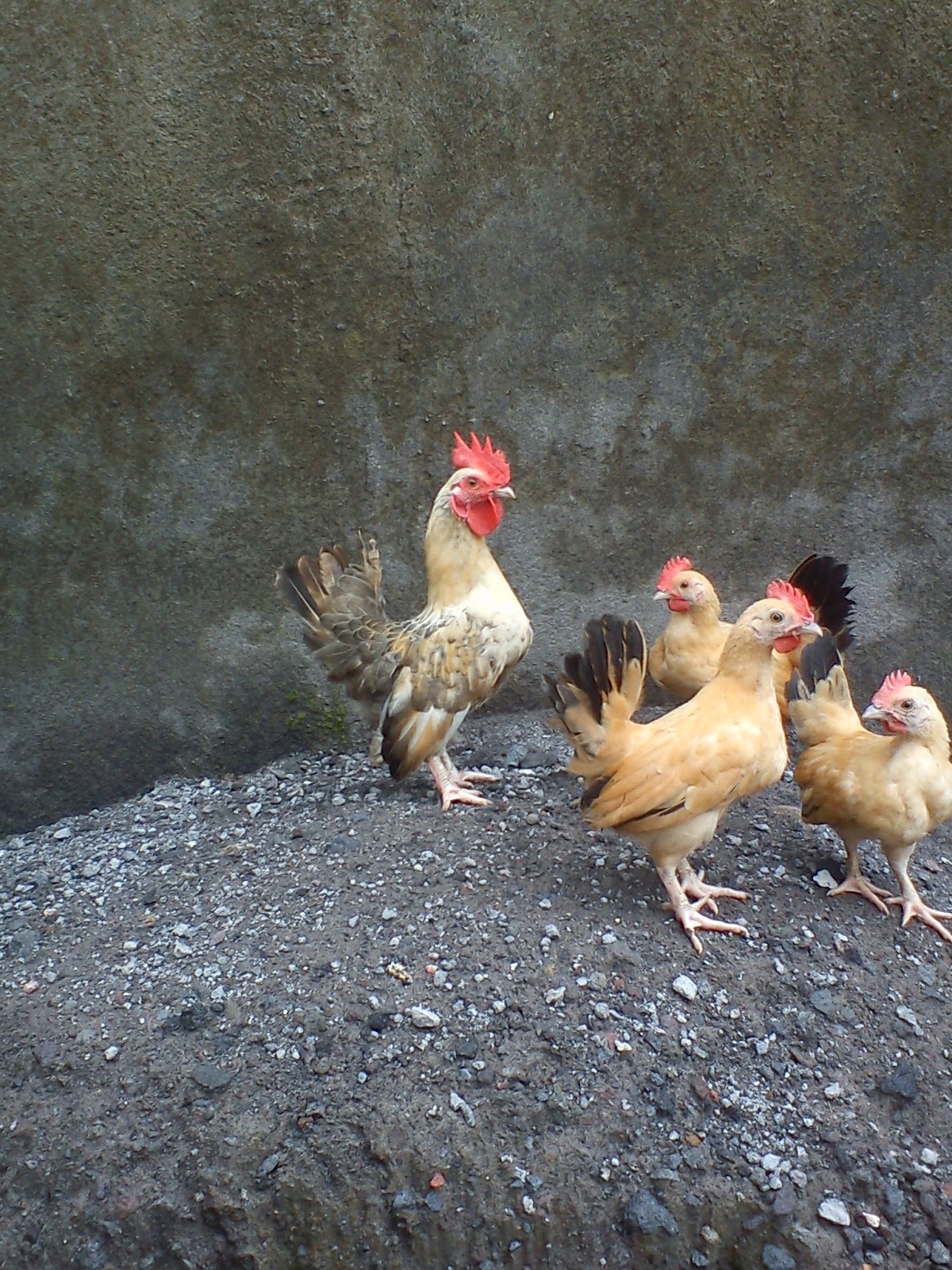 Monggo pinarak: AYAM KATE EMAS