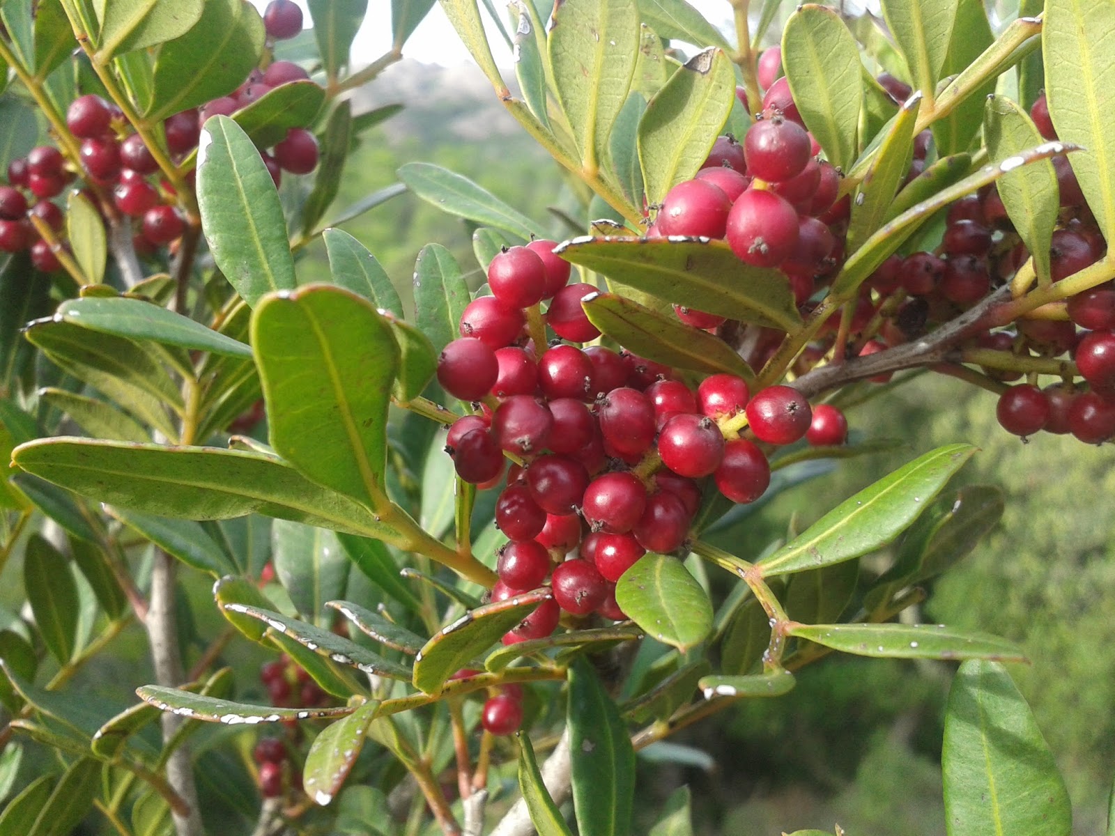 Il Blog di Sam: Le bacche rosse dell'autunno