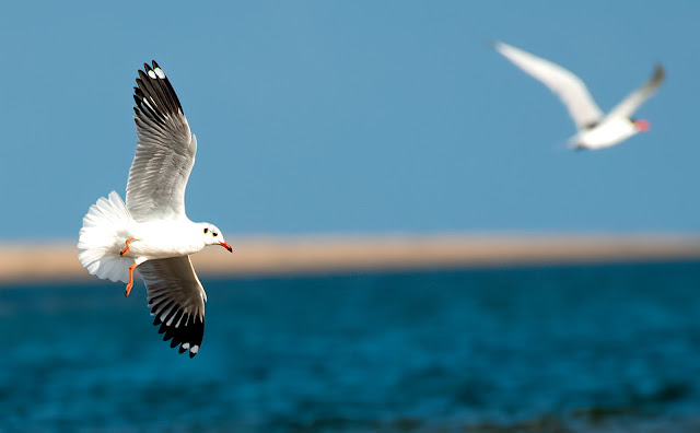 wetland water birds birding nature conservation travel pulicat lake chennai wildlife