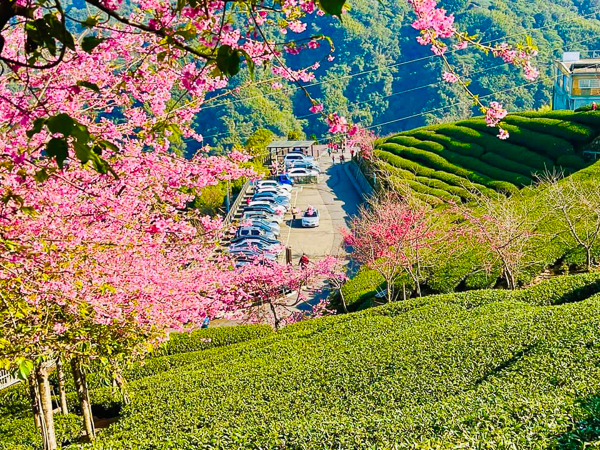 南投竹山八卦茶園枝垂櫻花隧道花香伴茶香，八卦迴音亭最佳觀景台