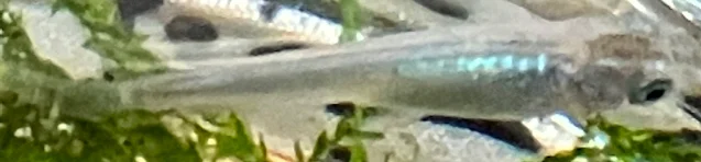 深海(しんかい)メダカ 稚魚 １７８日目