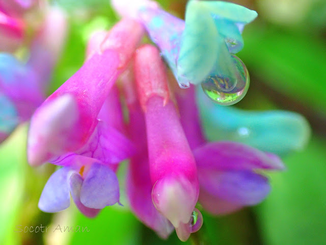 Vicia unijuga