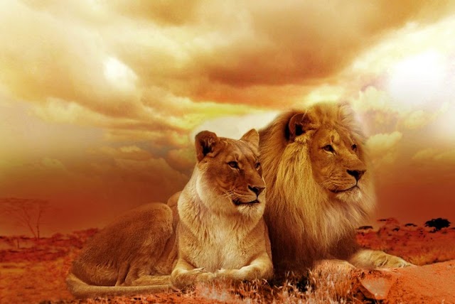 Islamic Meaning : Seeing Lion in dream islam - spiritual meaning of lion in dreams 
