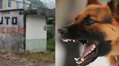 Perros atacan a transeúntes en la zona del estero el dueño los deja siempre libre 