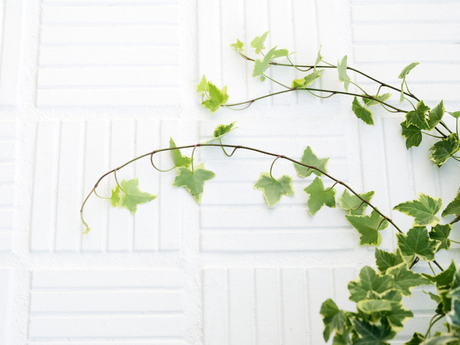 Love Wallpaper: Gambar-Gambar Daun yang Alami dan Sangat Indah