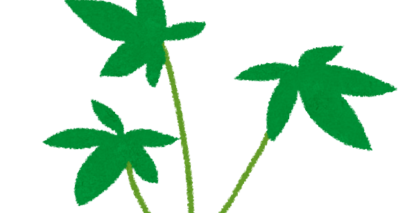 パキラのイラスト 観葉植物 かわいいフリー素材集 いらすとや