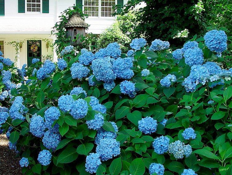 My Virtual Garden: Hydrangeas