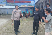 Polsek Rantepao Gerebek Praktek Judi Sabung Ayam di Tallunglipu, Amankan 2 Ekor Ayam dan Pisau Taji