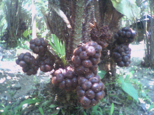 Koleksi Gambar  Buah Salak Pondoh Koleksi Foto dan Gambar 