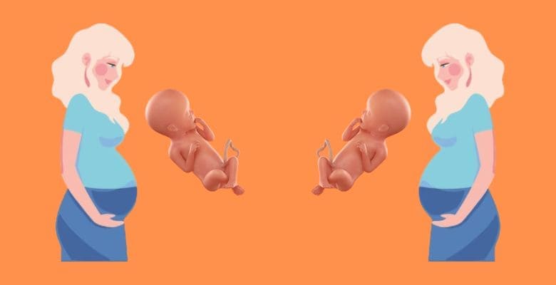 గర్భం 24వ వారం: శిశువు అభివృద్ధి | 24th week of pregnancy: Baby's development