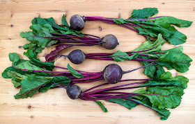 Young beet with leaves top