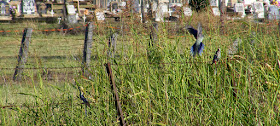 Platycercus adscitus. Photographed by Susan from Loire Valley Time Travel. https://tourtheloire.com