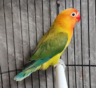 Mari Belajar Warna-warna Burung Lovebird