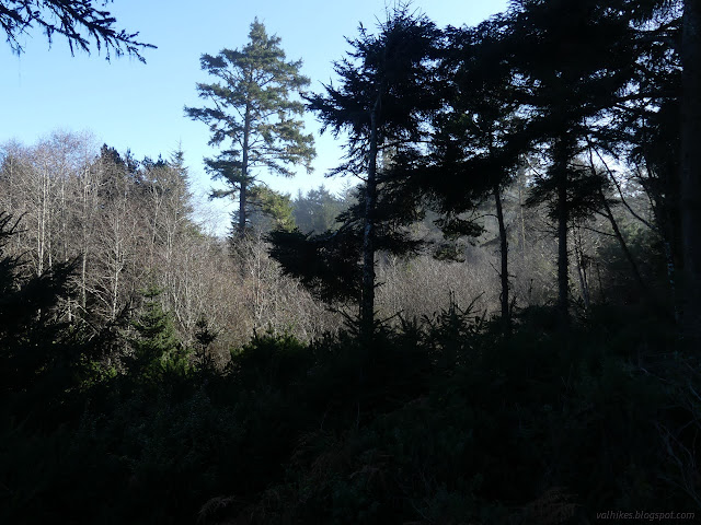 10: bare tree tops and pines above