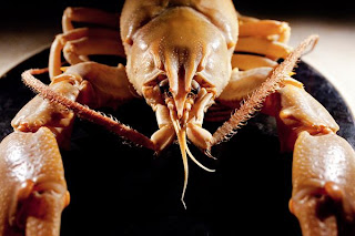 crayfish wallpaper shrimp menu food