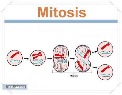 Mitosis: Pengertian, Ciri-ciri, & Proses