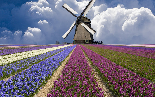 Huge Windmill Holland Tulip Fields HD Wallpaper