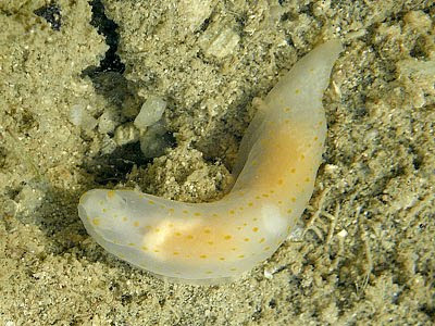 Gymnodoris nudibranch (Gymnodoris sp.)