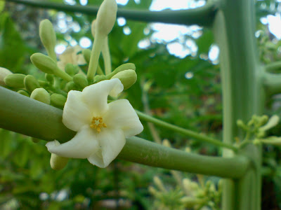 ”natural,flower,landscape,view”