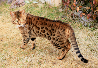 Cara dan Manfaat dari Menjemur Kucing Bengal