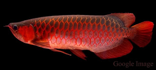 Arwana Merah  Super red arowana