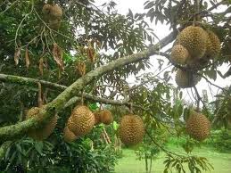 Teknik menanam buah  durian terbaik Blog Ogut Dhezire