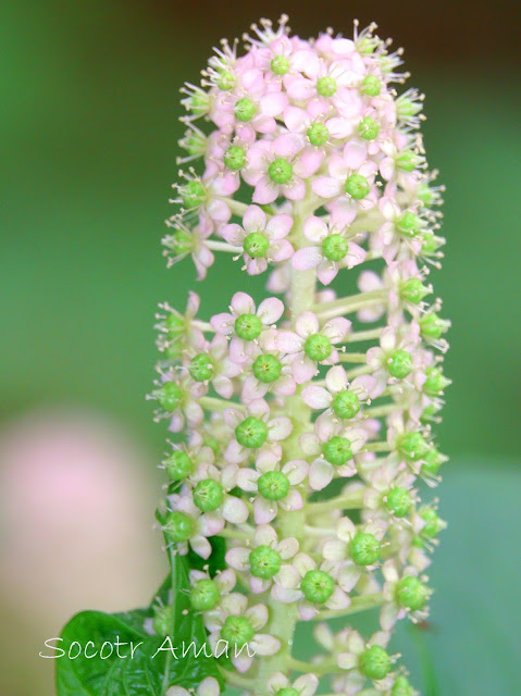 Phytolacca japonica