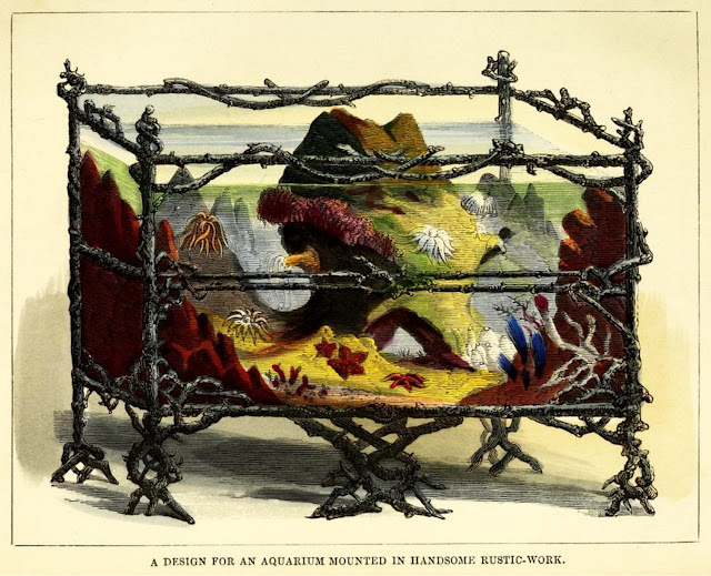 Иллюстрация  из книги Генри Ноэля Хамфриса «Океанские сады: история морского аквариума » (1857 г.)