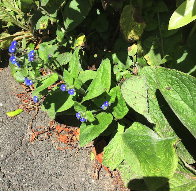 Green Alkanet, Pentaglottis sempervirens. Whitehill Road, Crowborough, 10 June 2017.